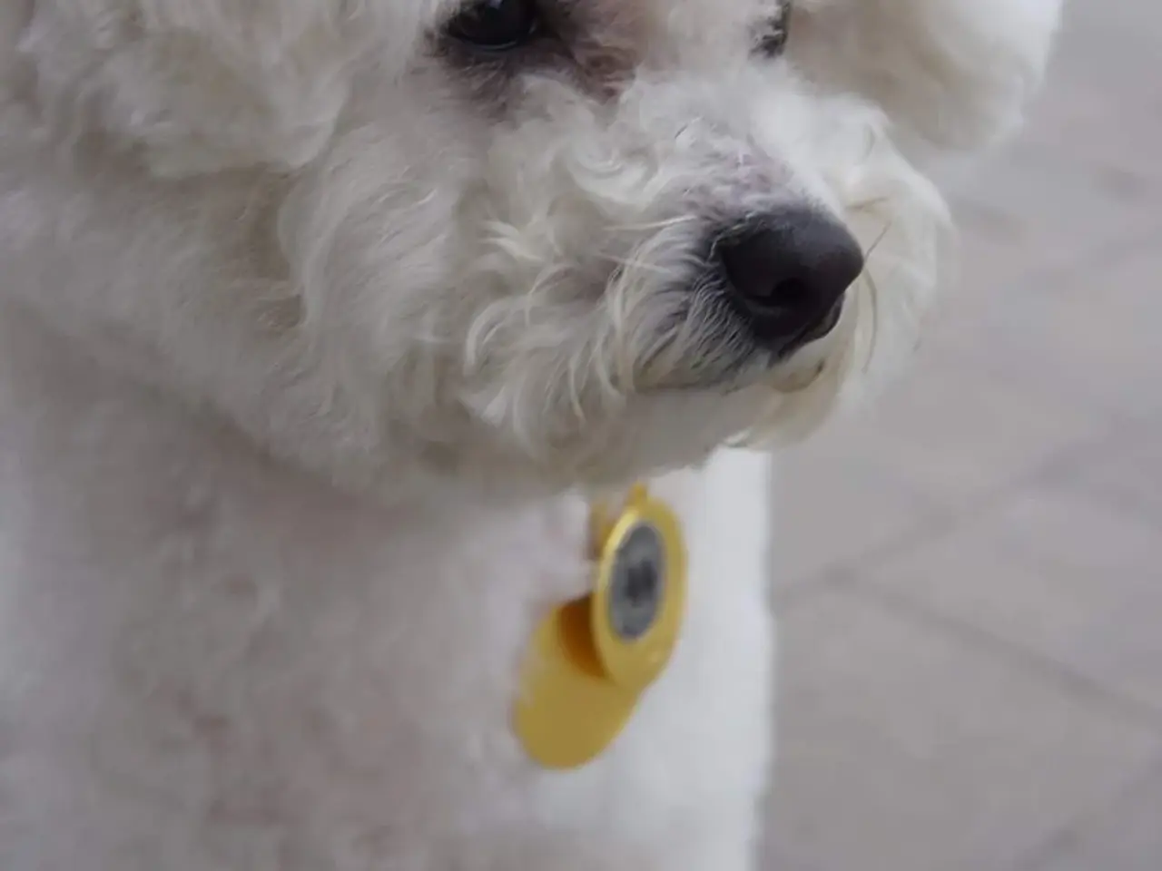 Billede 18 - Bichon Frise allergivenlige hvalpe