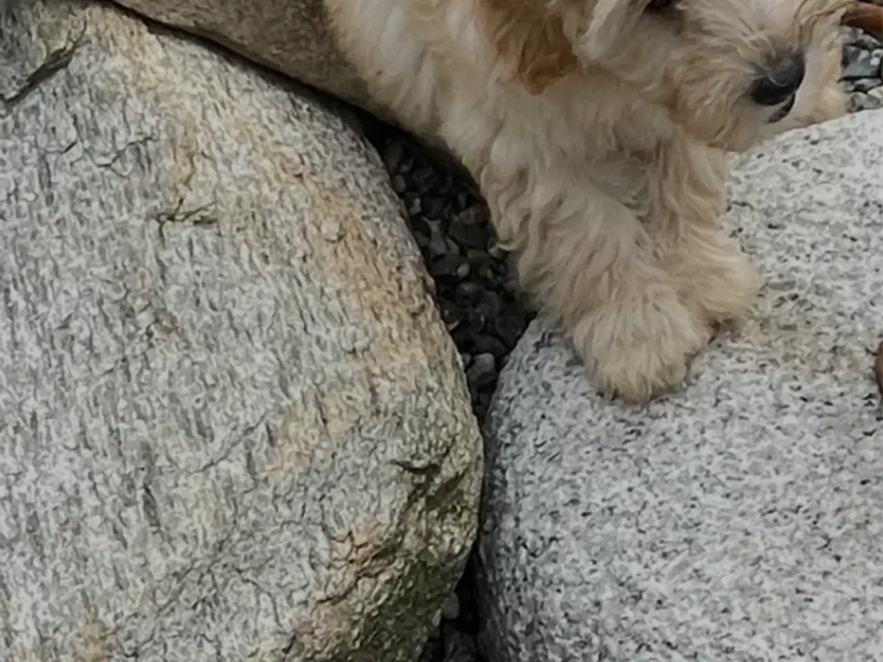 Billede 13 - 2 skønne cavapoo fb1 damer…
