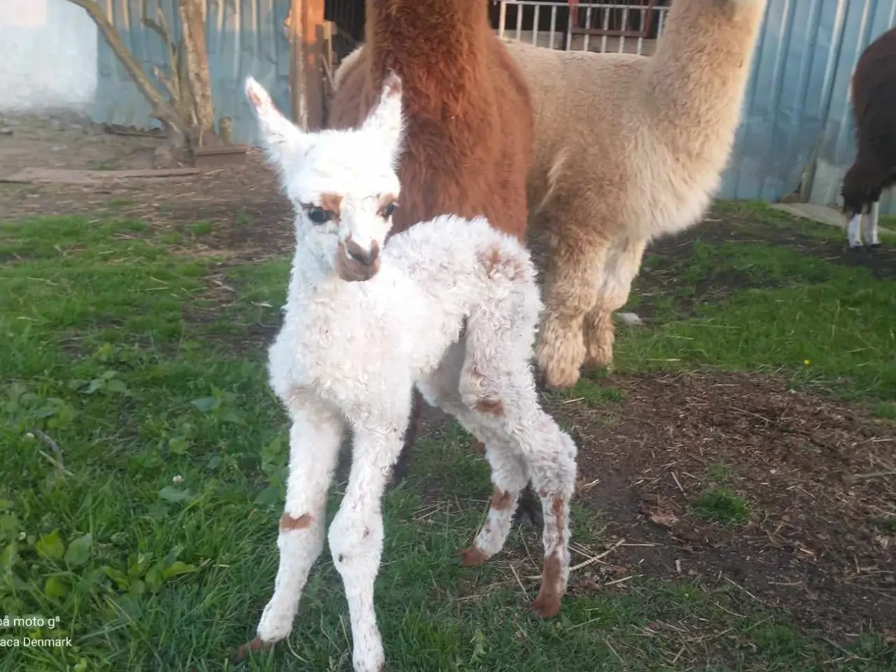 Billede 4 - Alpaca, 2 stk. 4.000 - 6.000