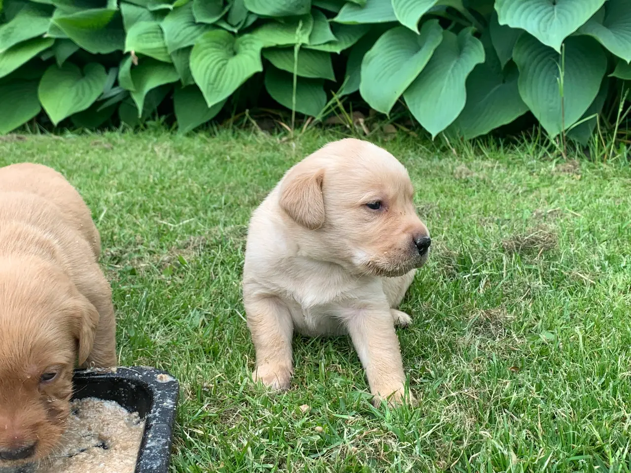 Billede 3 - Labrador hvalpe 