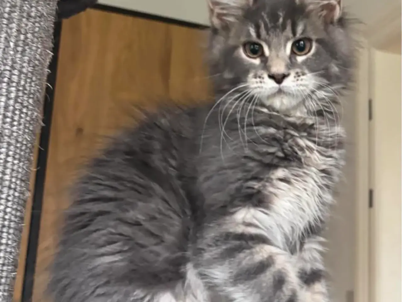 Billede 6 - 💕Maine Coon 💕