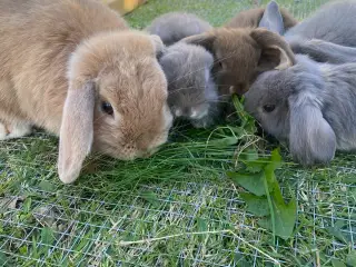 Mini lop kaninunge 