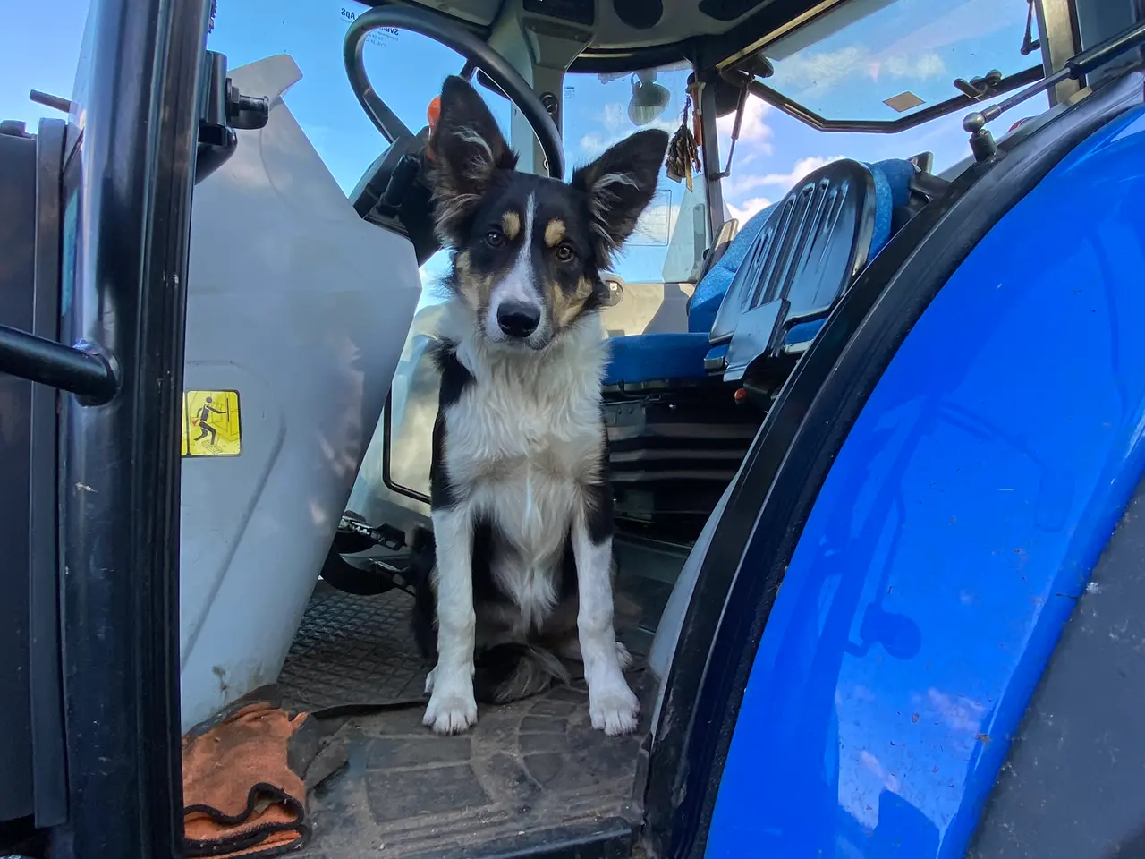 Billede 2 - Border Collie