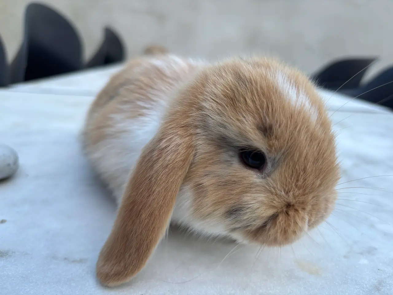 Billede 4 - Han mini lop søger et nyt kærligt hjem. 🥰