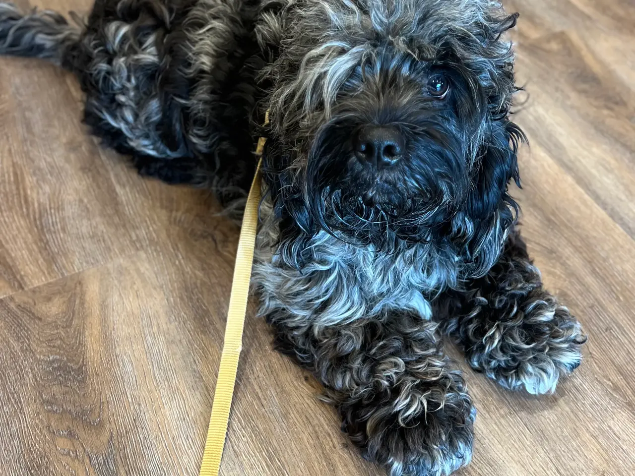 Billede 3 - Goldendoodledoo