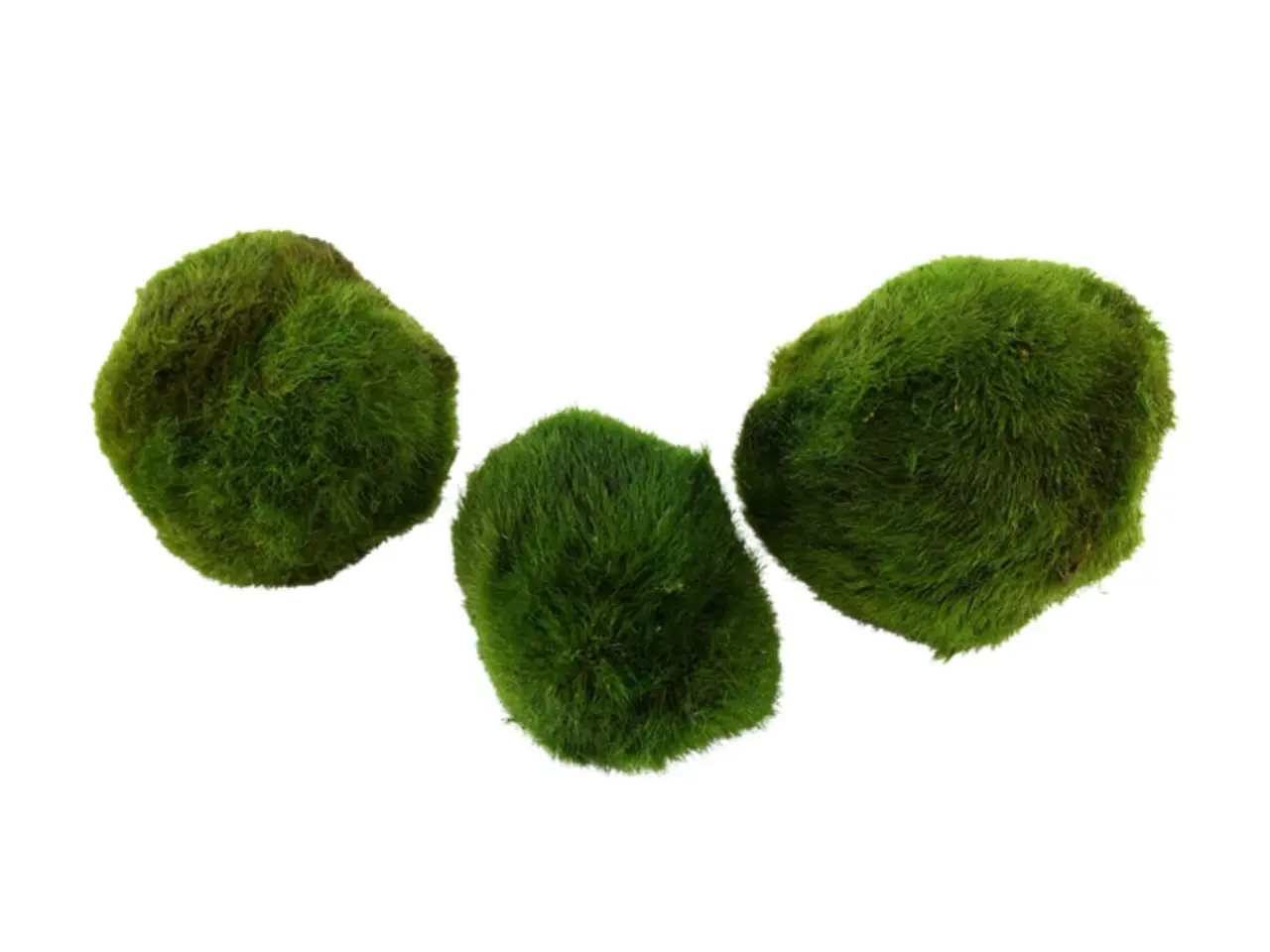 Billede 13 - Mange forskellige 1.2 grow planter (uden snegle)