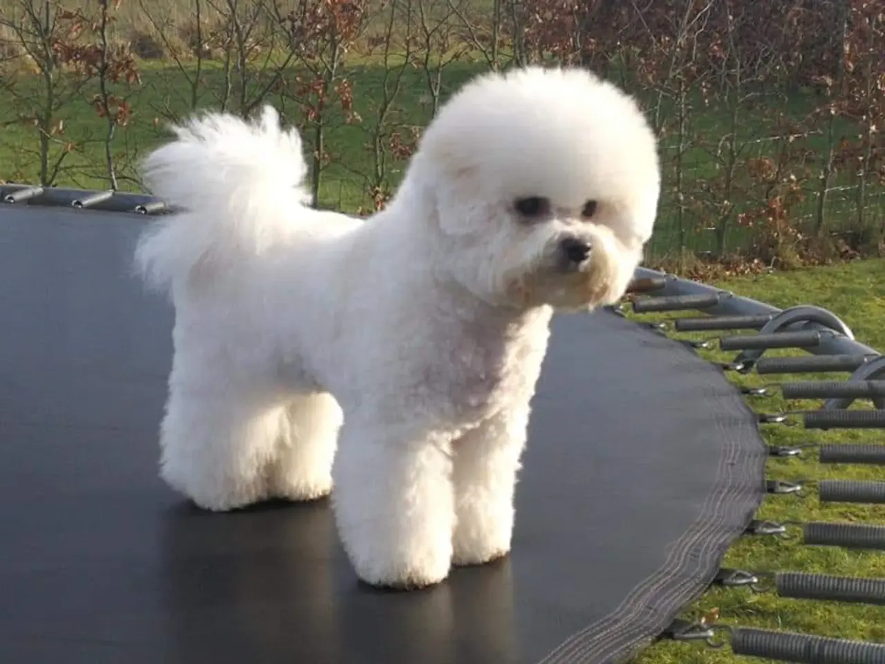 Billede 14 - Bichon Frise allergivenlige hvalpe