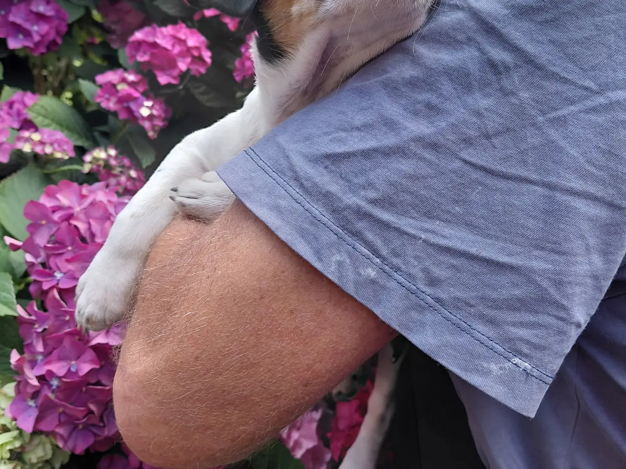 Billede 1 - Gårdhund..Rottehund
