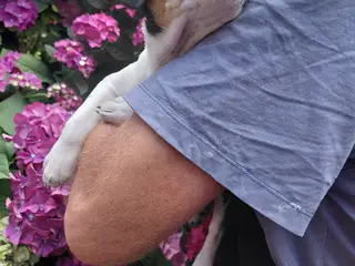 Gårdhund..Rottehund