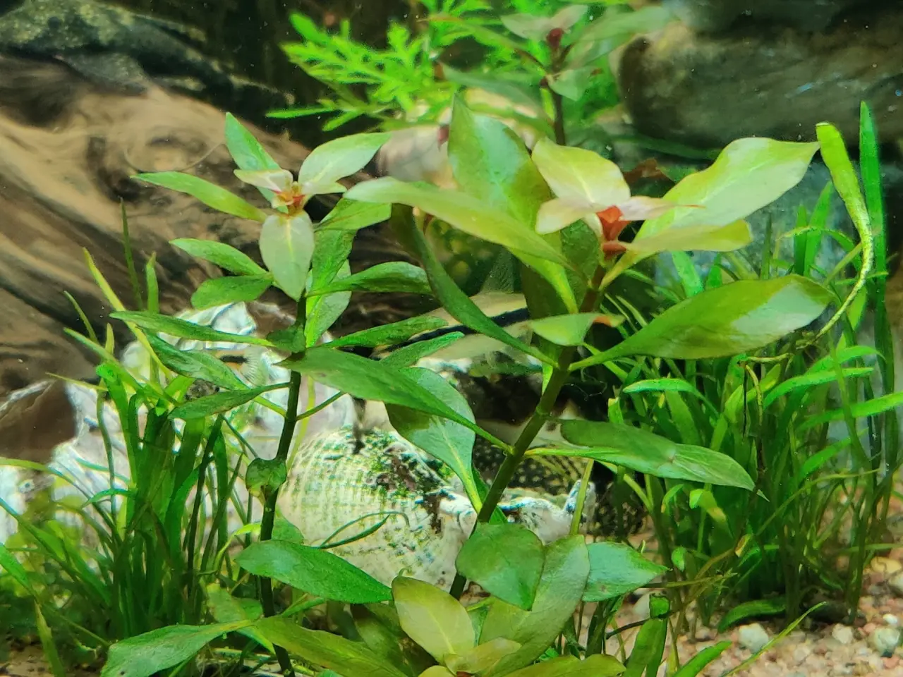 Billede 5 - Akvarie Planter mange slags