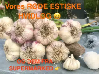 Rød estisk hvidløg & Elefant hvidløg.