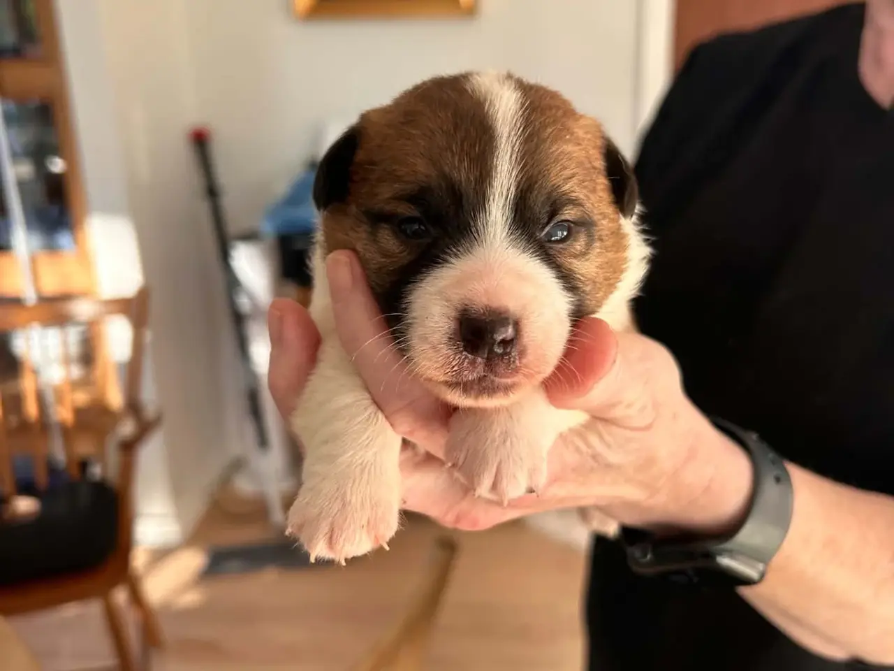 Billede 2 - Jack Russell Hvalp - Glathåret - DKK stamtavle 