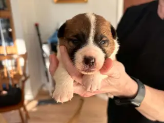 Jack Russell Hvalp - Glathåret - DKK stamtavle - 2