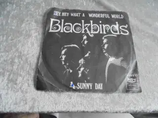 Single: Blackbirds–Hey, Hey What a wonderful World