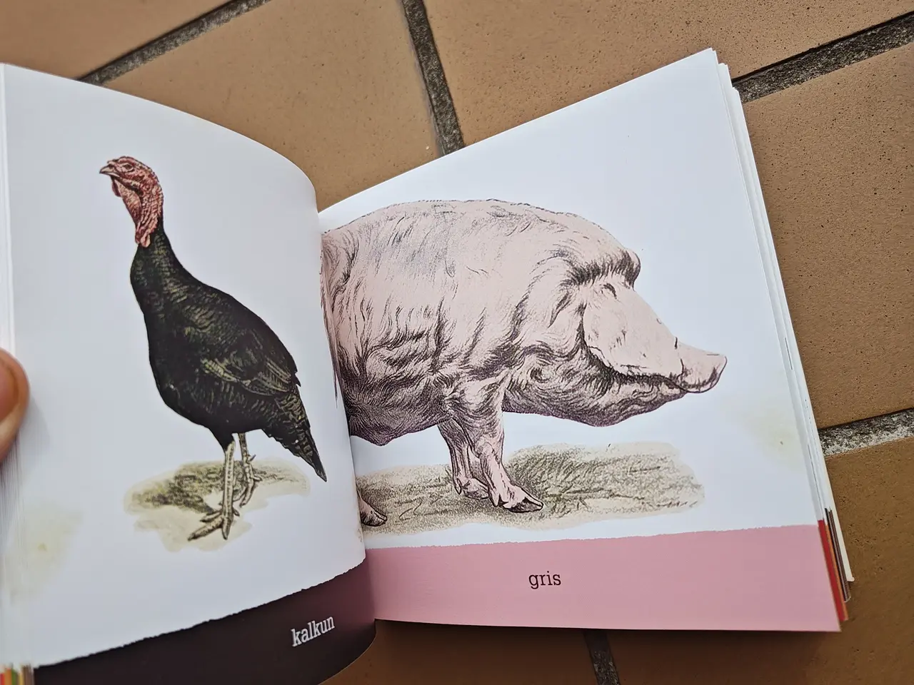 Billede 2 - En bog om dyr og planter for de helt små