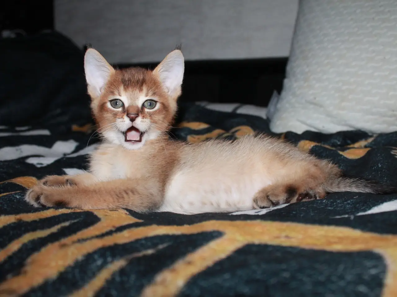 Billede 1 - Dreng – Stitch (Chausie F6)