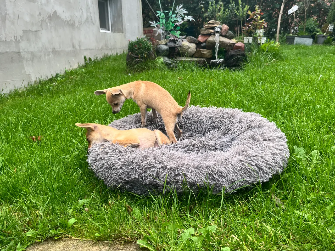 Billede 3 - CHIHUAHUA