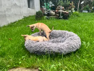 CHIHUAHUA - 3