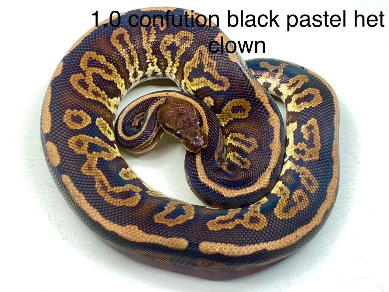 Billede 10 - Konge python