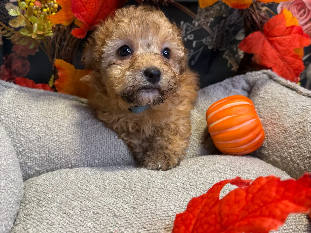 Billede 14 - 🐾✨ Skønne Mini  Maltipoo hvalpe 