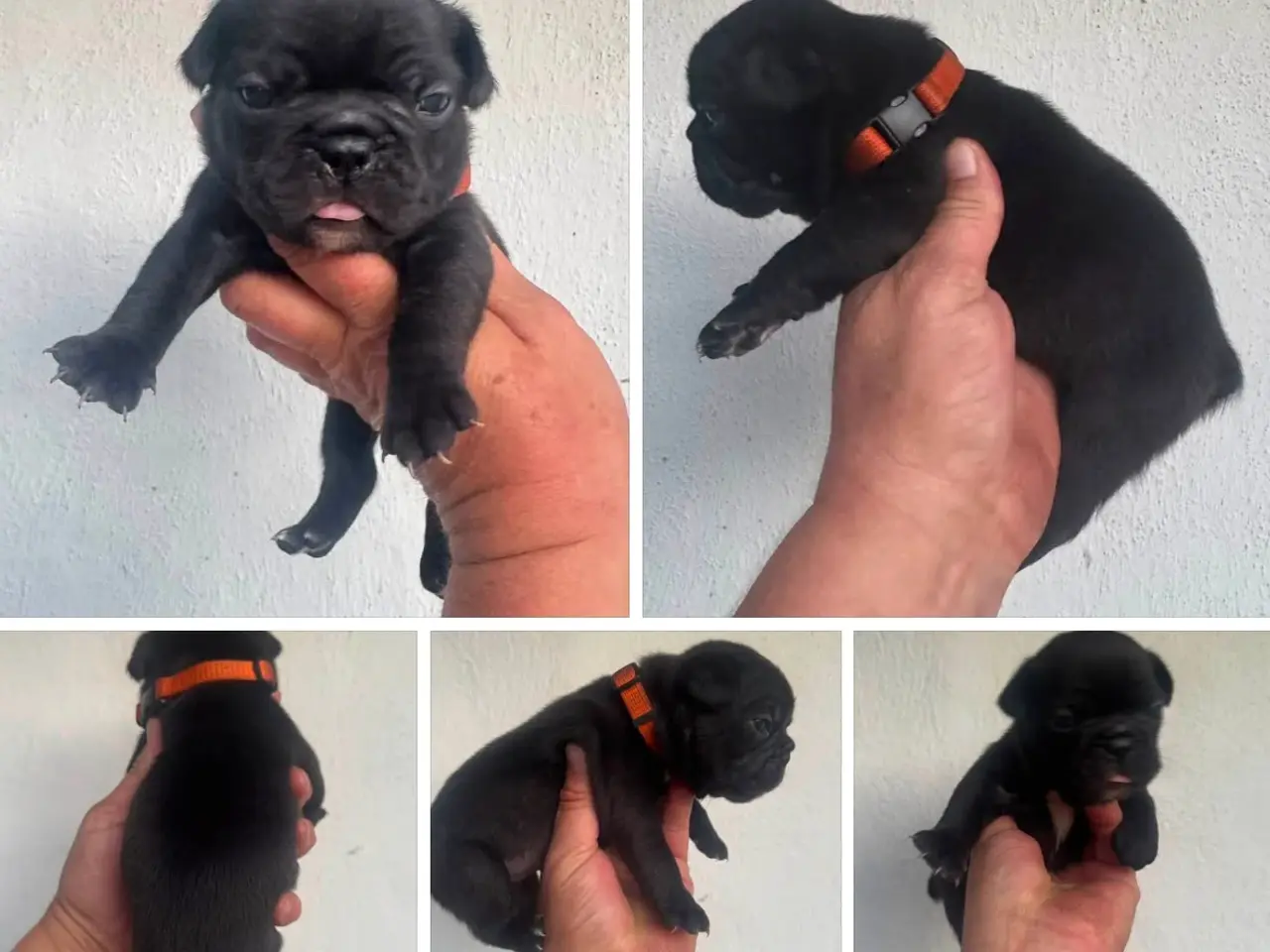 Billede 3 - Franske bulldog hvalpe 2 drenge tilbage