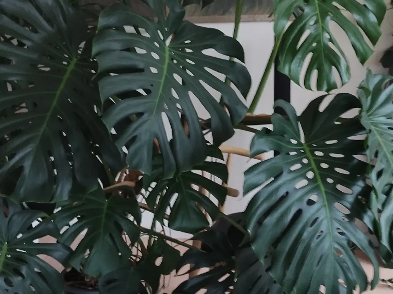 Billede 2 - Monstera deliciosa / fingerphilodendron