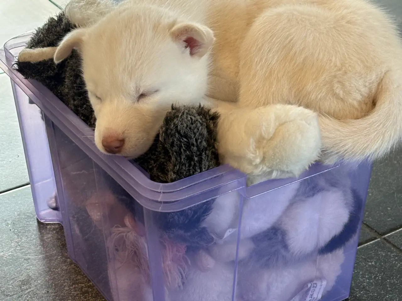 Billede 2 - Små lækre husky hvalpe