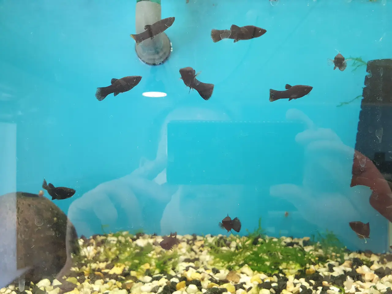 Billede 3 - 🖤🐟 BLACK MOLLY TIL SALG 🐟🖤
