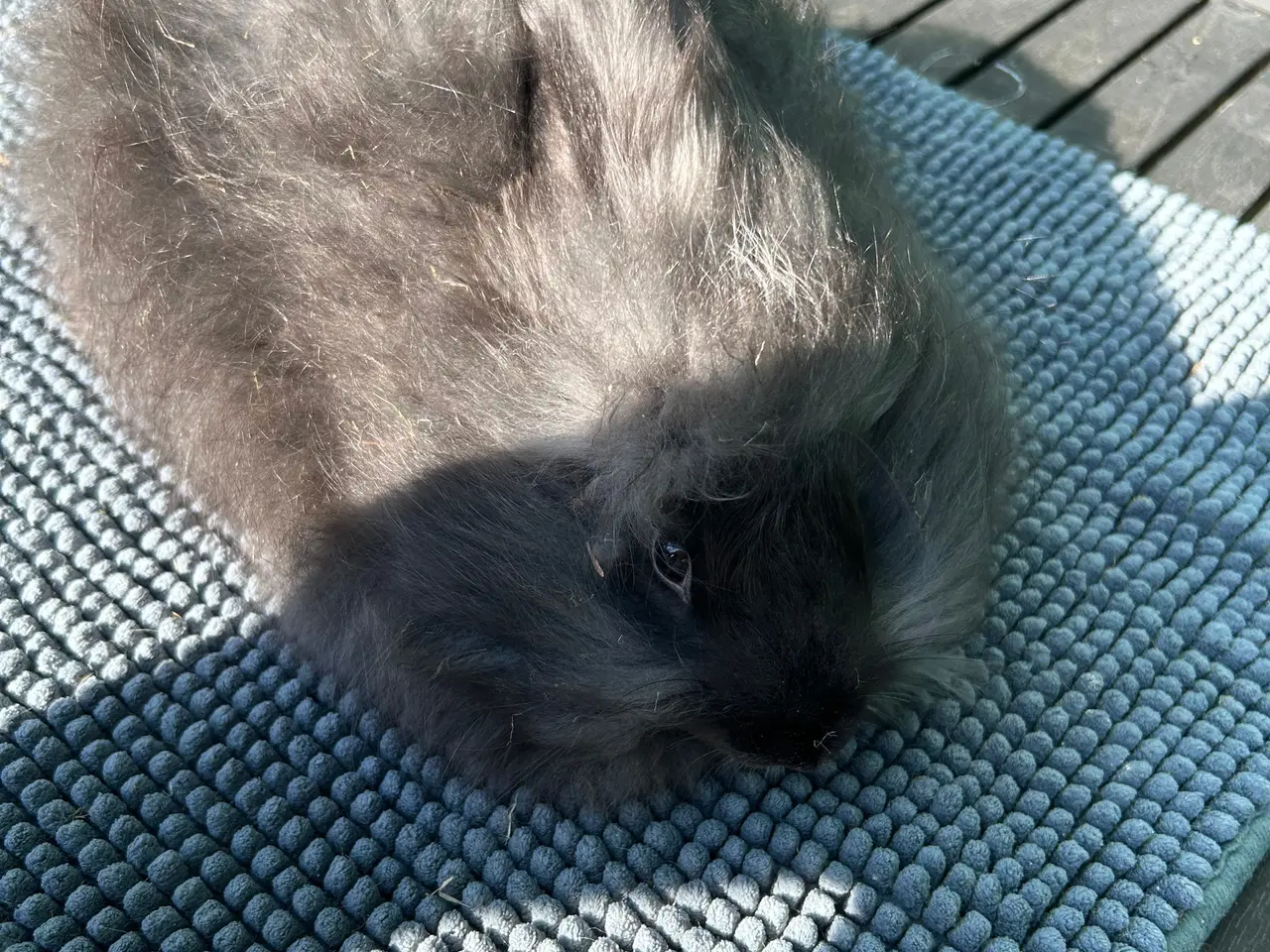 Billede 8 - Angora kanin unger