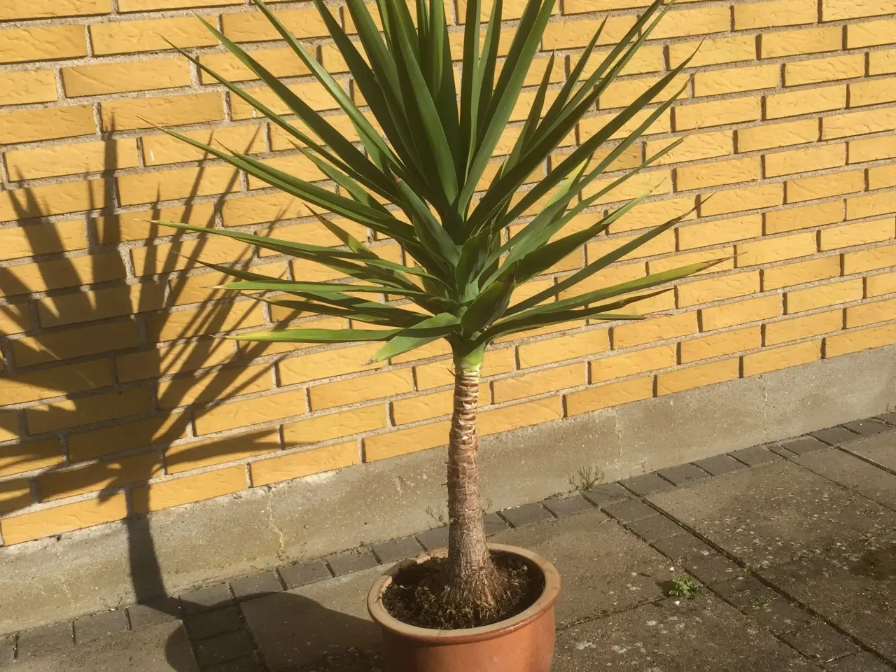 Billede 5 - Yucca palmer