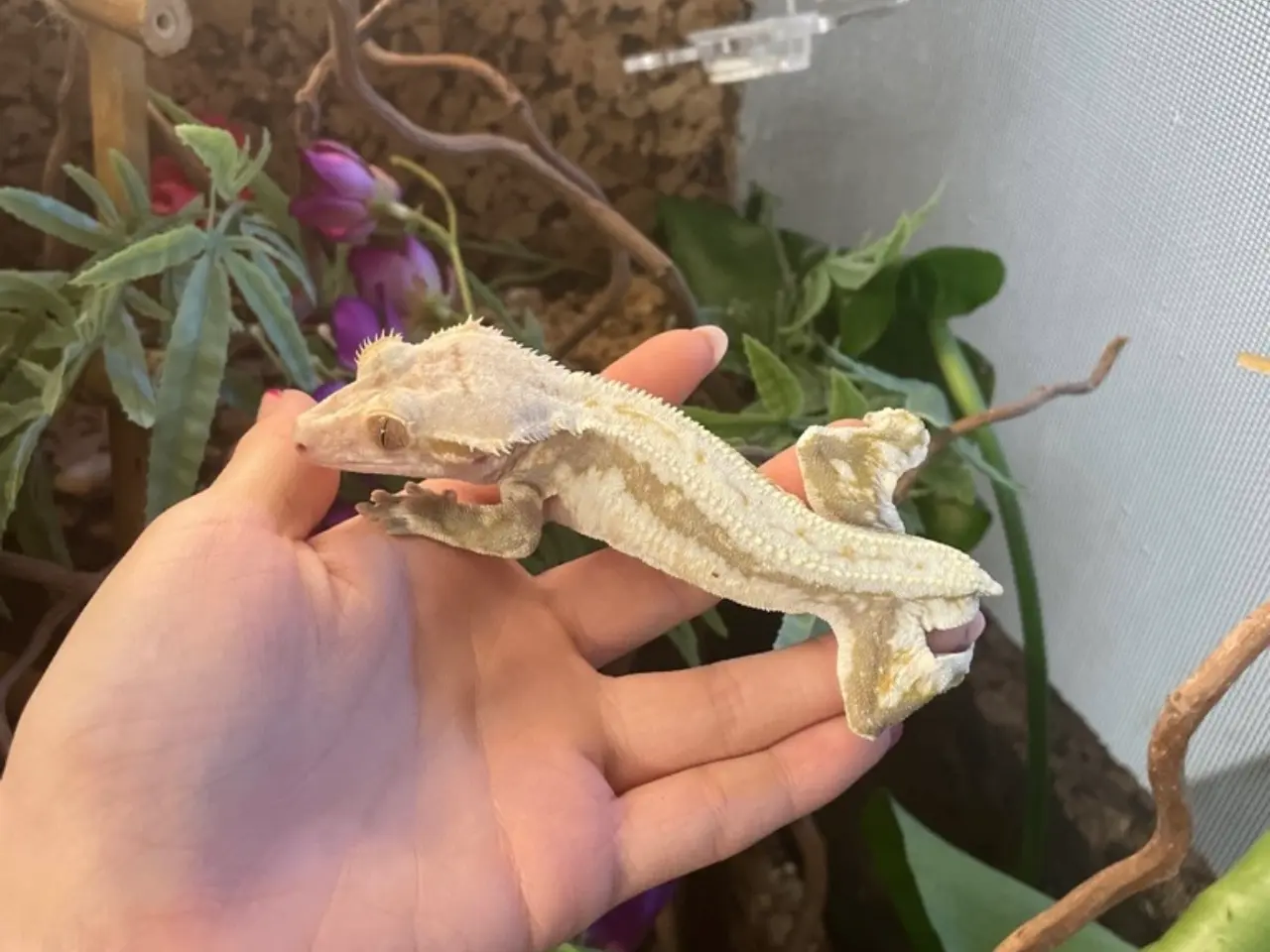 Billede 2 - Kronegekko han sælges 