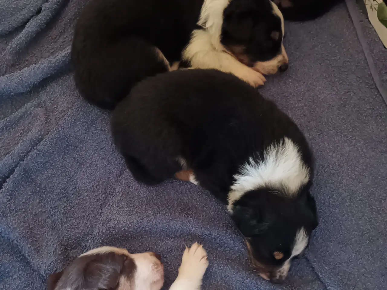 Billede 1 - Border collie hvalpe