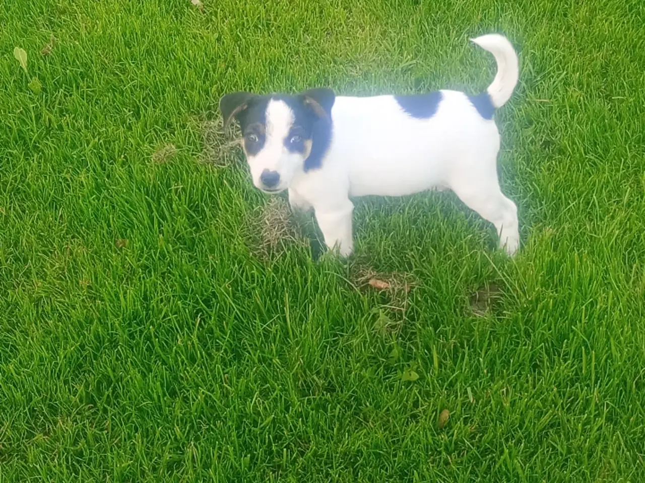 Billede 1 - Dansk svensk gårdhundehvalpe 