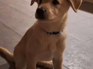 Blandingshvalpe søger et nyt, kærligt hjem 🐶 - 3