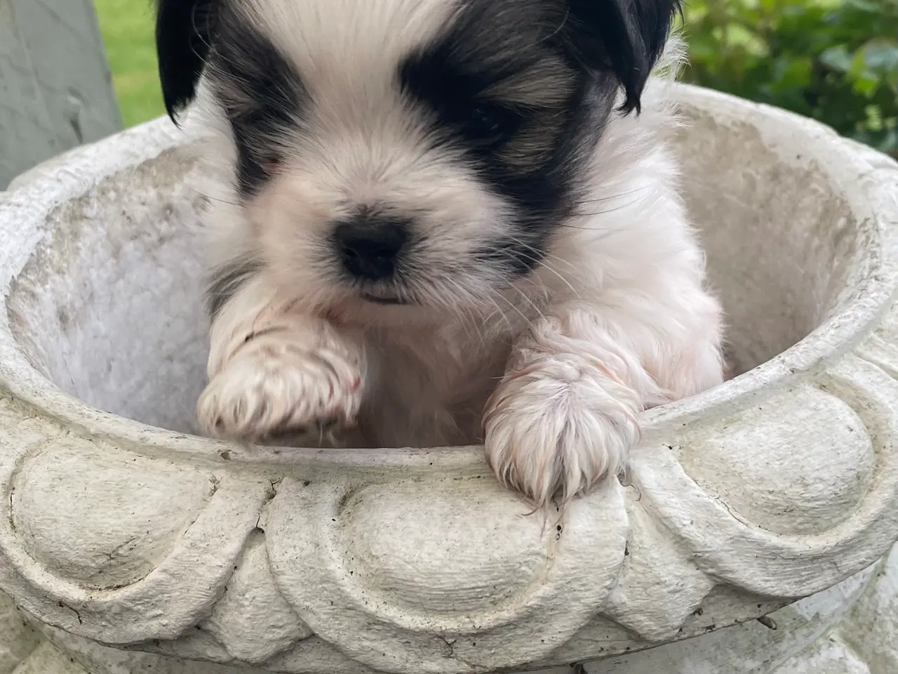 Billede 7 - Blandings hvalp - Lhasa apso & malteser