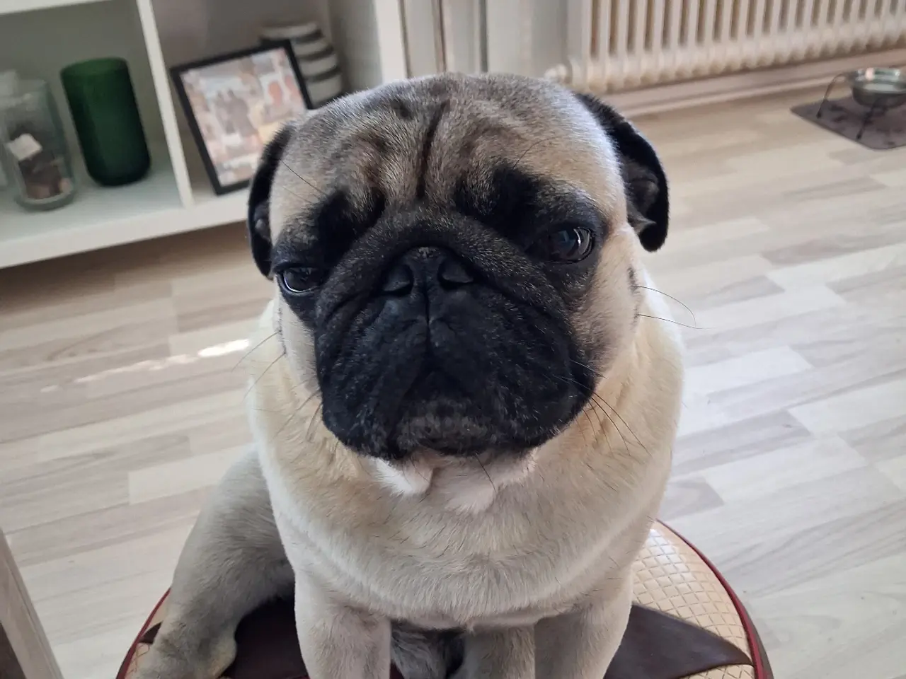 Billede 2 - Mops til parring