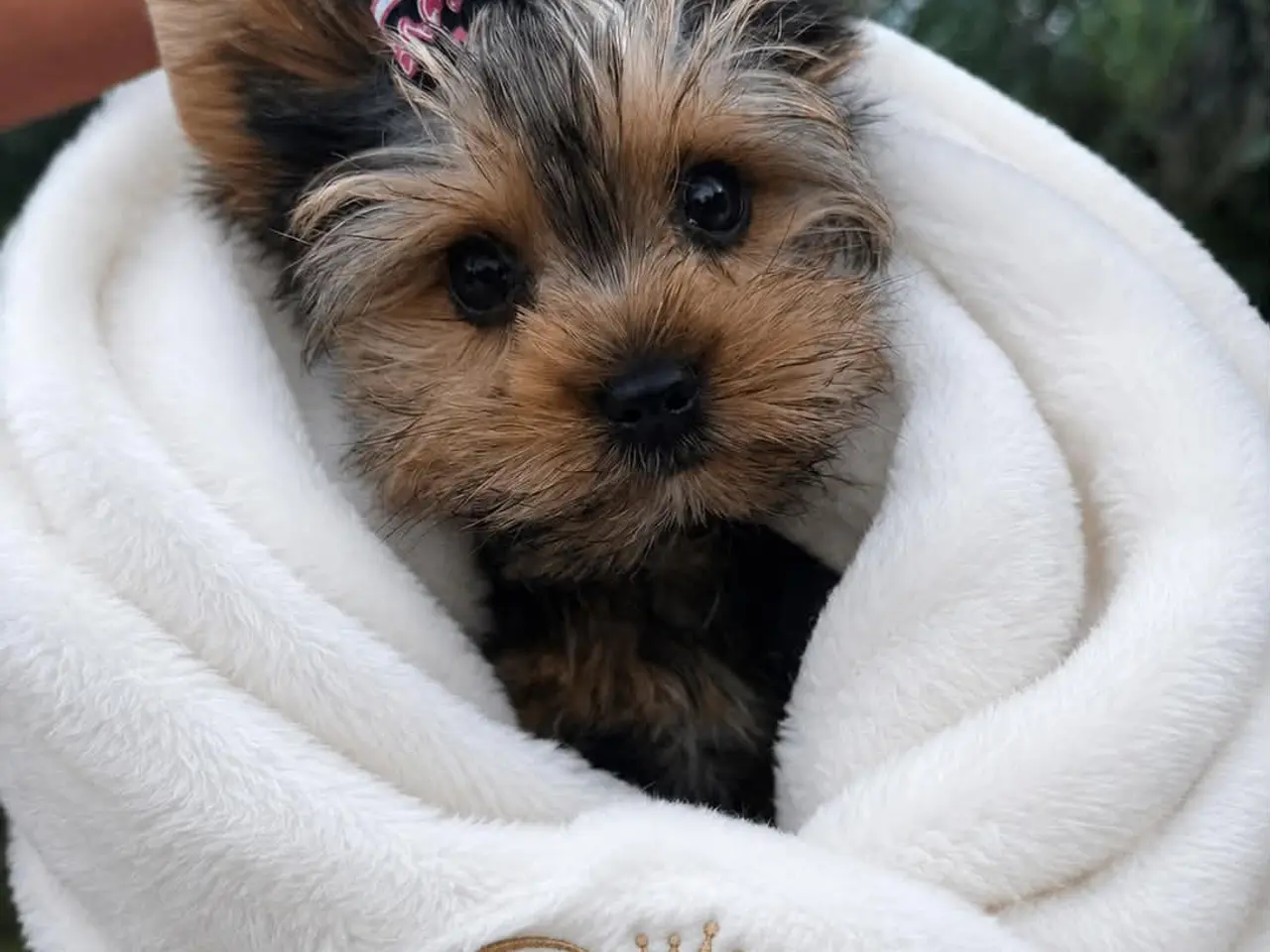 Billede 3 - Yorkshire Terrier Hvalpe