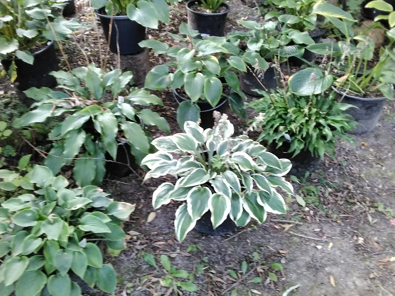 Billede 1 - Store Hosta. Nå dit hosta bed skal se ud af noget