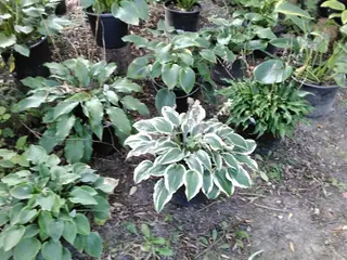Store Hosta. Nå dit hosta bed skal se ud af noget