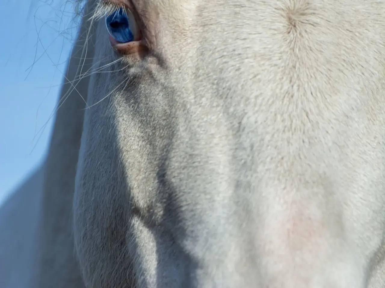 Billede 4 - Cremello hingst
