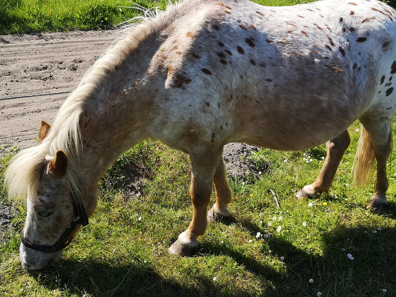 Billede 4 - Knabstrupper pony hoppe 