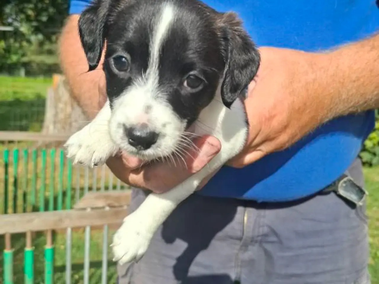 Billede 1 - Jack Russel drenge