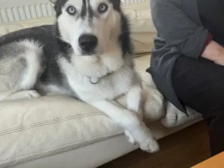 Hund til salg