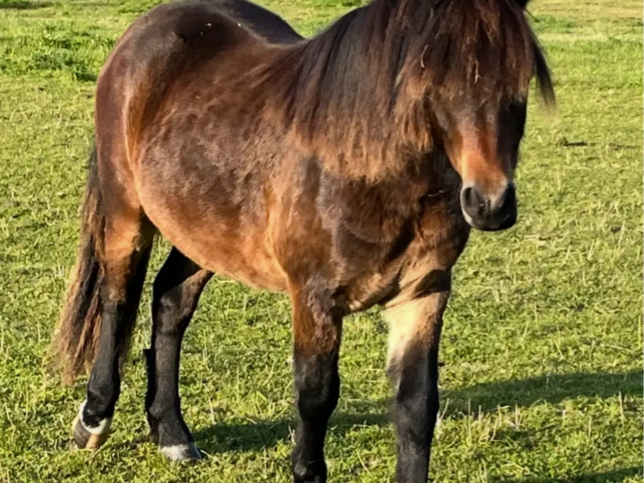 Billede 4 - Dartmoor vallak 3 år