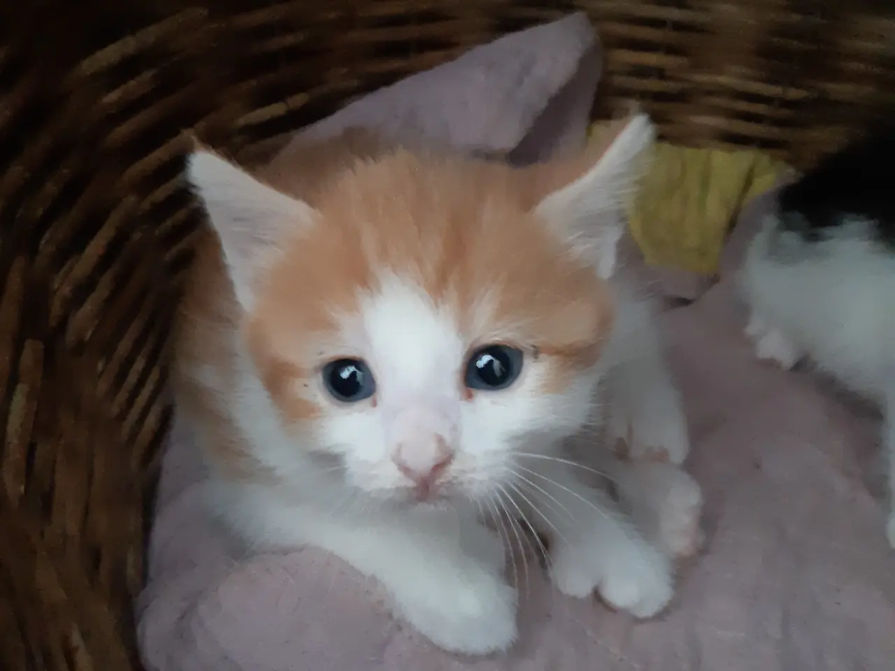 Billede 9 - Skønne Maine Coon Blandinger
