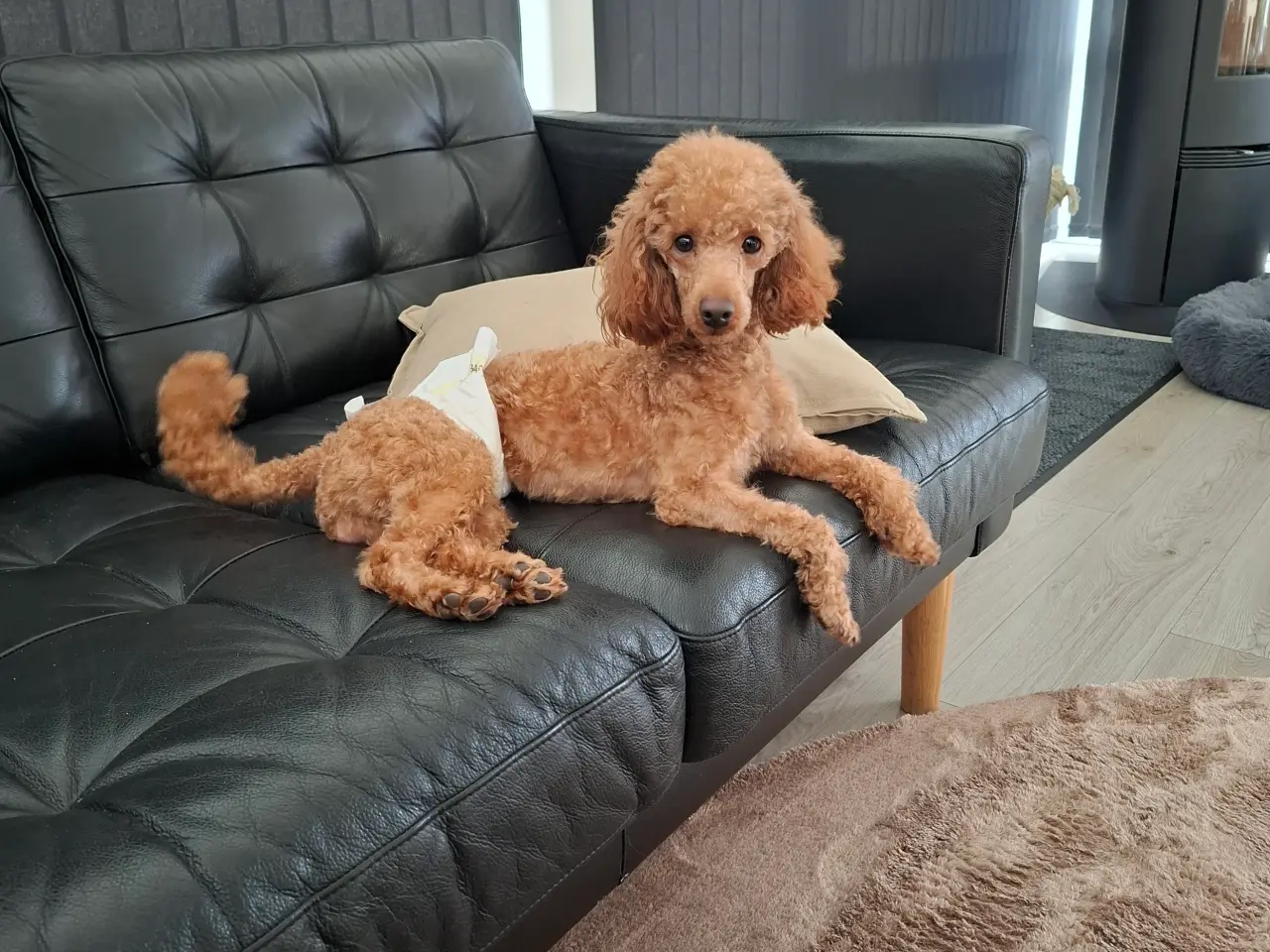 Billede 2 - Dværg hanhunde til paring på vores adresse
