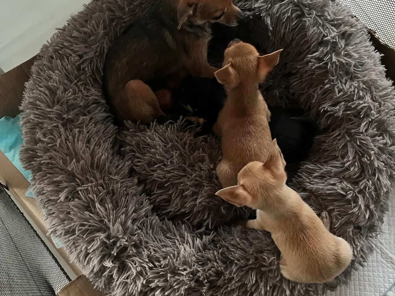 Billede 8 - Chihuahua-hvalpe