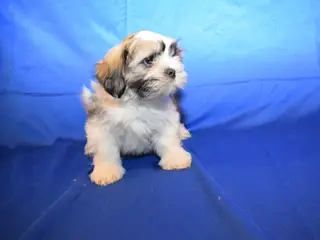 Lhasa Apso hvalpe - 3