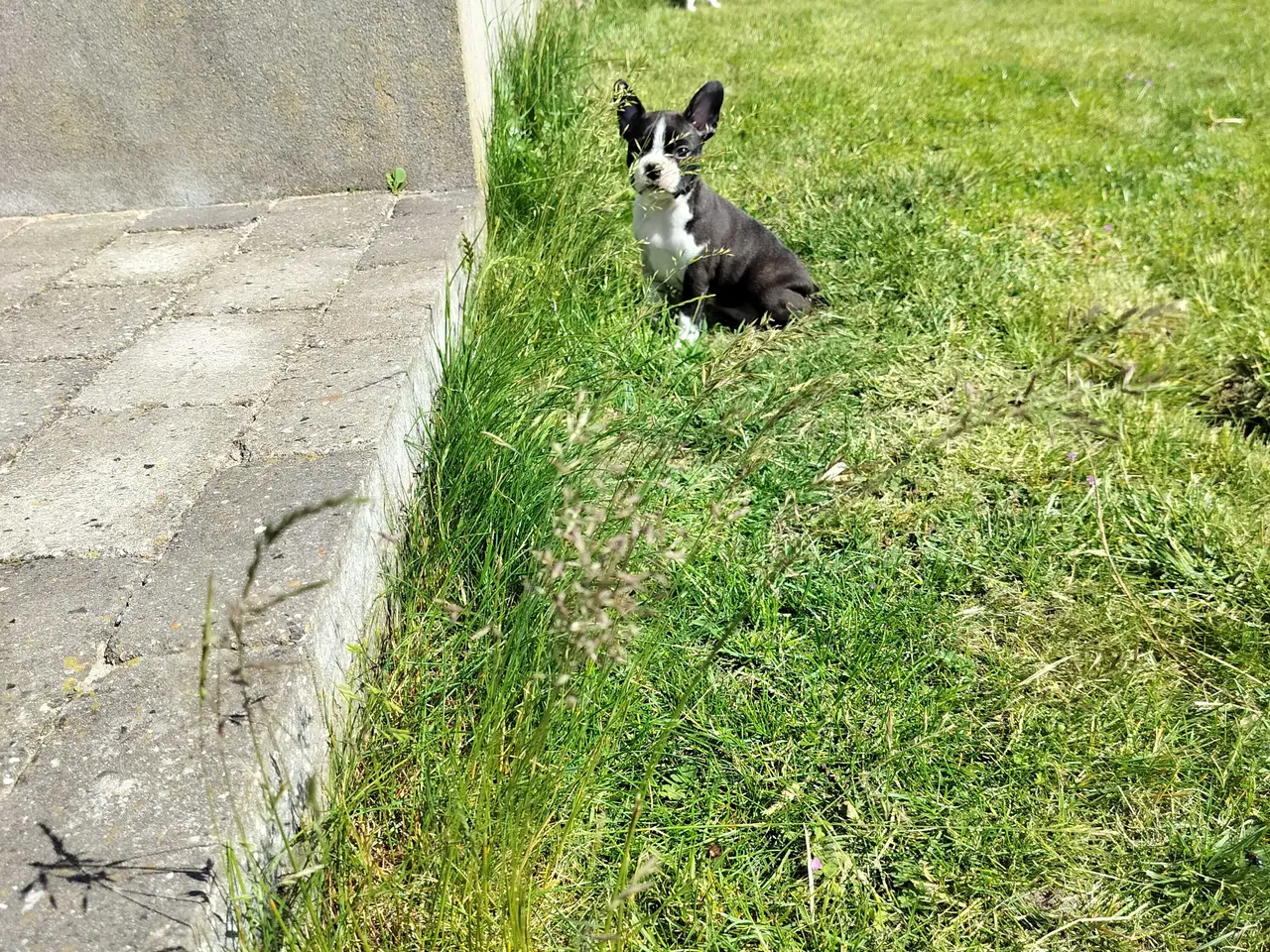 Billede 10 - Boston terrier