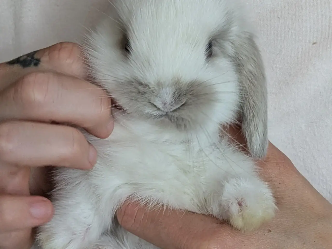 Billede 2 - Mini-lop kanin unger